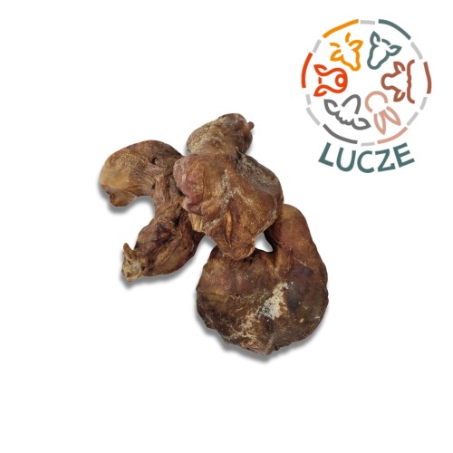 żołądek wp logo.jpg