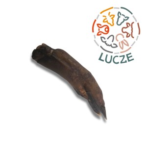 Noga dzika bez sierści